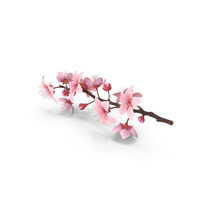 Cherry Blossom Single Flower PNG & PSD Images