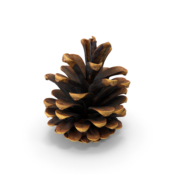 Pine Cones PNG & PSD Images