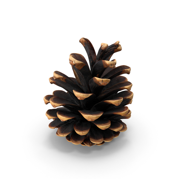 Pine Cones PNG & PSD Images