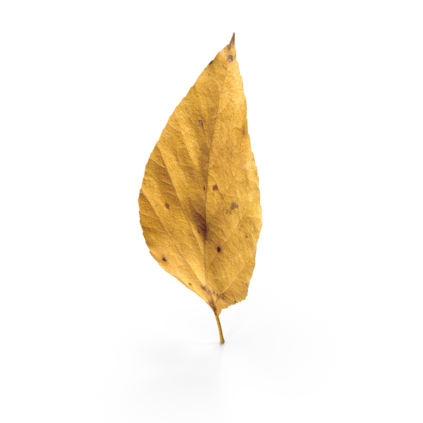 Birch Leaf PNG & PSD Images