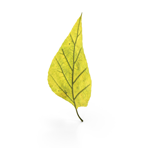 Birch Leaf PNG & PSD Images