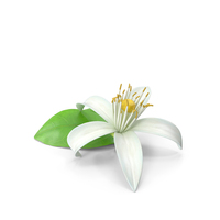 Citrus Blossoms Single Flower PNG & PSD Images