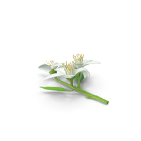 Citrus Blossoms Sprig PNG & PSD Images