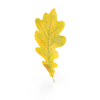 Oak Leaf PNG & PSD Images