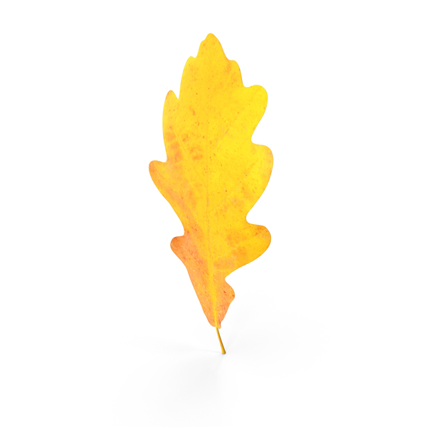 Oak Leaf PNG & PSD Images