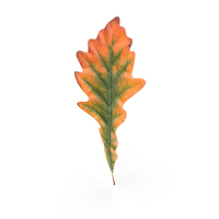 Oak Leaf PNG & PSD Images