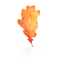 Oak Leaf PNG & PSD Images