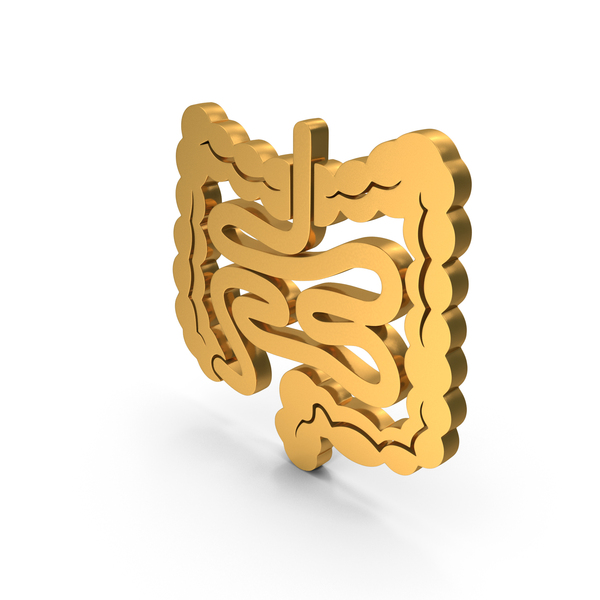 Large And Small Intestine Human Anatomy PNG & PSD Images