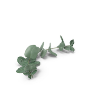 Eucalyptus Sprigs PNG & PSD Images