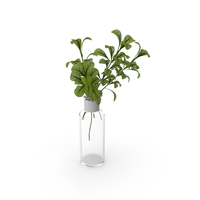 Plant In Glass Vase PNG & PSD Images