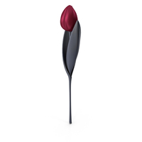 Tulip Purple Black PNG & PSD Images