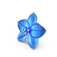Orchid Flower Blue PNG & PSD Images