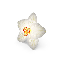 Orchid Flower White PNG & PSD Images