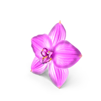 Orchid Flower Pink PNG & PSD Images