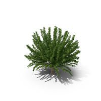 Fruitless Mulberry Tree PNG & PSD Images