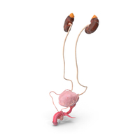 Male Reproductive System PNG & PSD Images