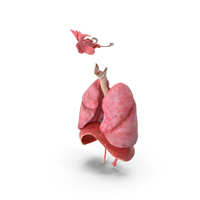 Male Respiratory System PNG & PSD Images