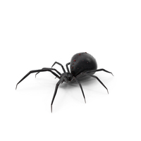 Spider PNG & PSD Images