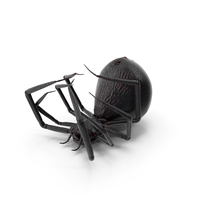 Spider Dead PNG & PSD Images