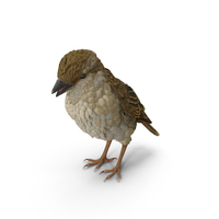 House Sparrow With Folded Wings PNG & PSD Images
