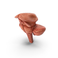 Brain Stem PNG & PSD Images