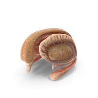 Thalamus and Basal Nuclei PNG & PSD Images