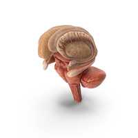 Stem Brain and Basal Nuclei PNG & PSD Images