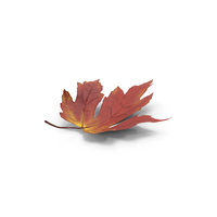 Autumn Leaves PNG & PSD Images