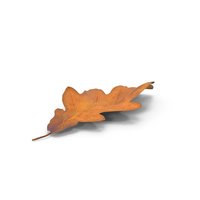 Autumn Leaf PNG & PSD Images
