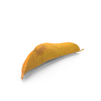 Autumn Leaf PNG & PSD Images