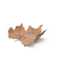 Autumn Leaves PNG & PSD Images