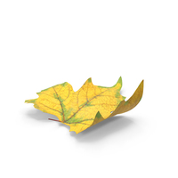 Autumn Leaf PNG & PSD Images