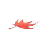 Autumn Leaf PNG & PSD Images