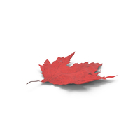 Autumn Leaves PNG & PSD Images