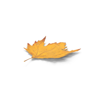 Autumn Leaf PNG & PSD Images