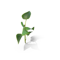 Branch With Green Leaves PNG & PSD Images