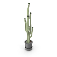 Potted Tall Cactus PNG & PSD Images