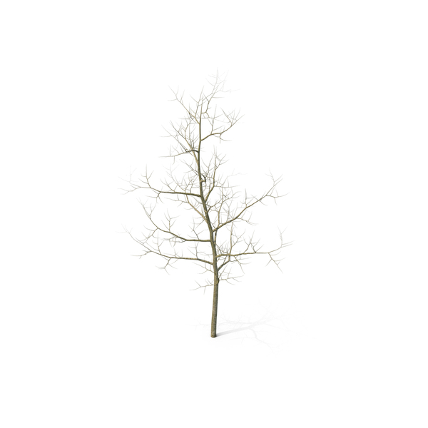 Young White Oak Winter PNG & PSD Images