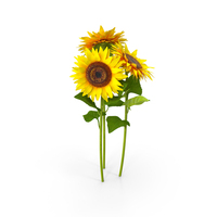 Sunflowers PNG & PSD Images