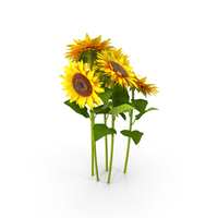 Sunflowers PNG & PSD Images