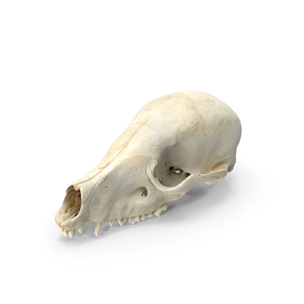 South American Coati Nasua Skull PNG & PSD Images