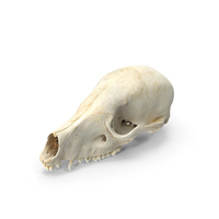 South American Coati Nasua Skull PNG & PSD Images