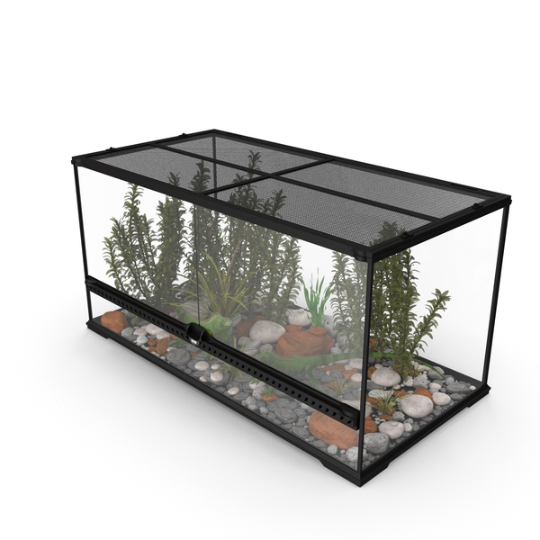 Exotic Animals Long Terrarium With Pair Of Iguanas PNG & PSD Images