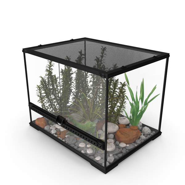 Medium Size Terrarium with Green Iguana PNG & PSD Images