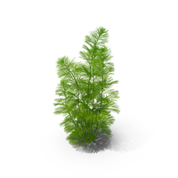 Cabomba Caroliniana Aquarium Plant PNG & PSD Images
