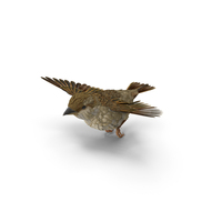 House Sparrow Fly PNG & PSD Images