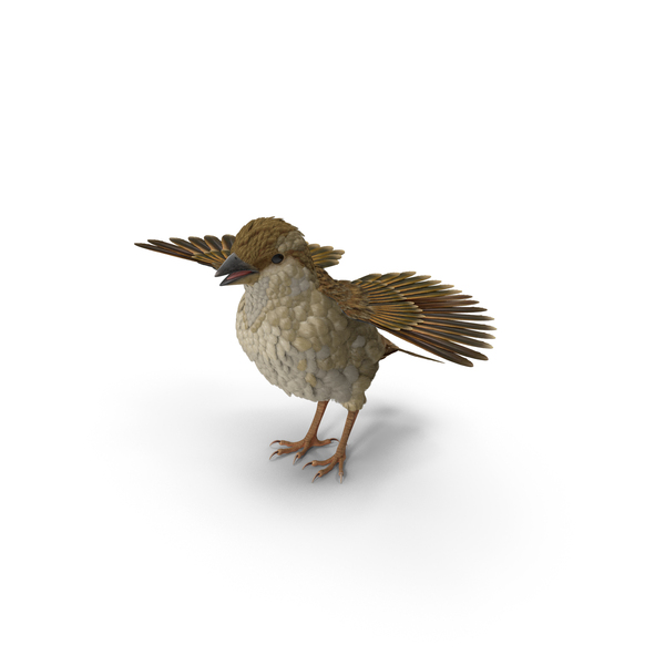 House Sparrow with Spread Wings PNG & PSD Images