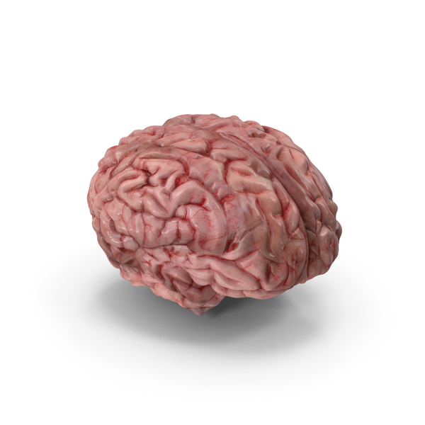 Brain PNG & PSD Images