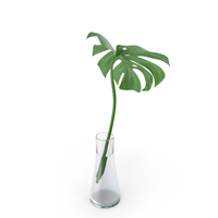 Leaf In Vase PNG & PSD Images