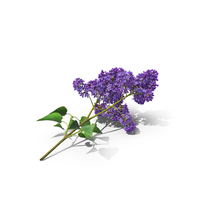 Common Lilac Syringa Vulgaris PNG & PSD Images